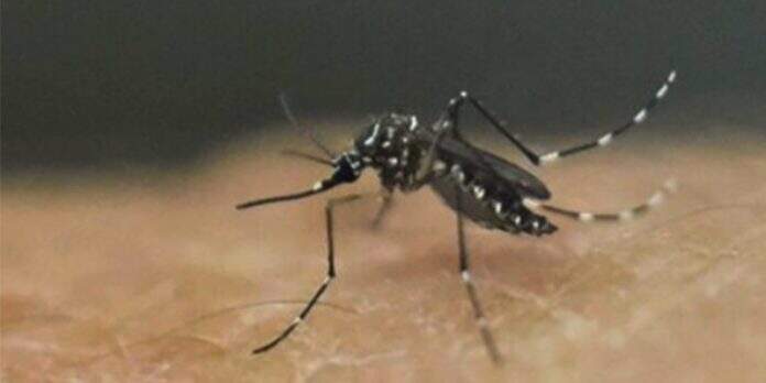 malaria _Huambo_noticiasdeangola